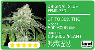 The Wonders of Fat Bastard Autoflower Ultimate Guide for Enthusiasts